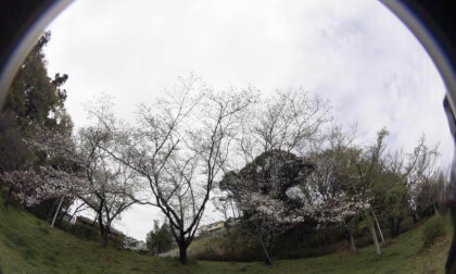 Sakura10K_11 VR Photo Sakura10K_11 VR