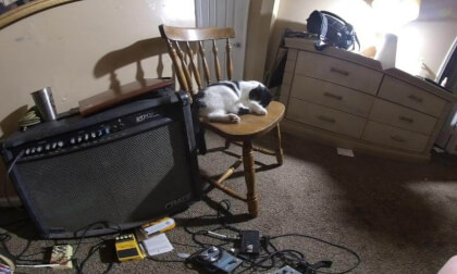 cat nap