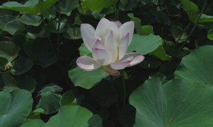 Lotus