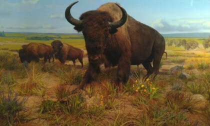 Bison