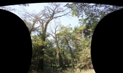 A tree.