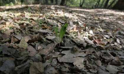 A Small Plant