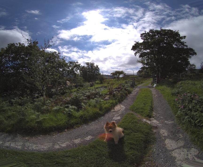 Dog on a sunny day in Wales, UK | British countryside Dog on a sunny day in Wales, UK | British countryside