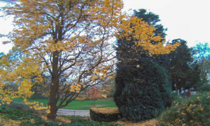 Autum trees