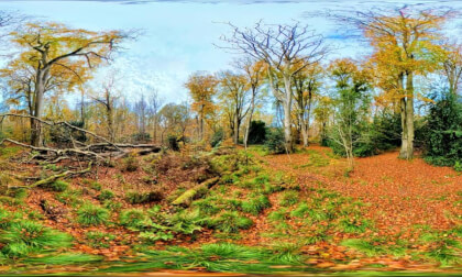 Beautiful Woodland in autumn