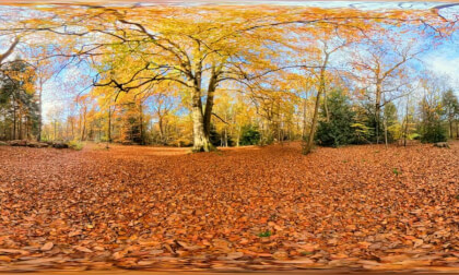 Magnificent autumn trees with orange leaves
