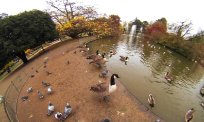 Leamington Ducks