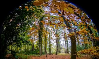 English Woodland