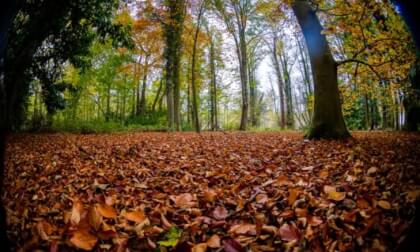 English Woodland