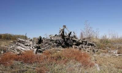Brush Pile (V_F106_S011)