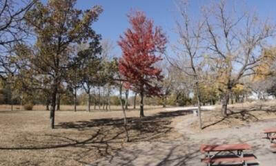 A Tree With Red Leaves - Lawrence, KS (V_F107_S006)