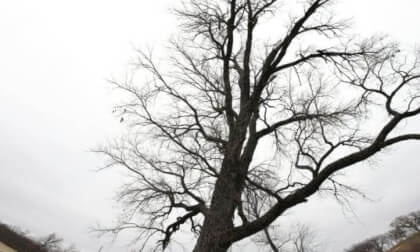 A Cottonwood Tree (H_F101_S021)