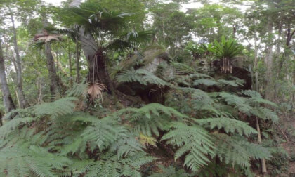 Minnamurra Rainforest Australia