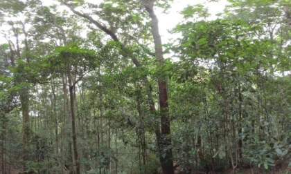 Minnamurra Rainforest Australia