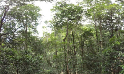 Minnamurra Rainforest Australia