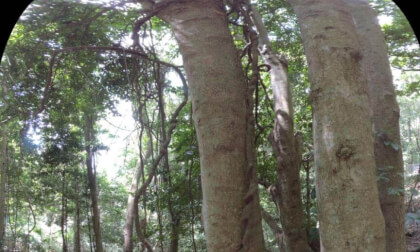 Minnamurra Rainforest Australia