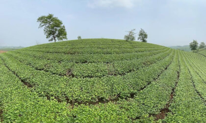 Tea hills
