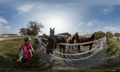 Horses in Bursa