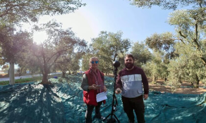 Olive Harvest - Bursa