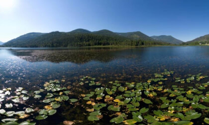 Lily Pads in a Lake