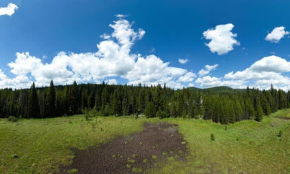 Field, Stream and Forest