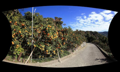 Mandarin Land1