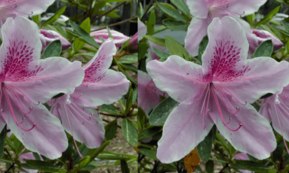 Azalea