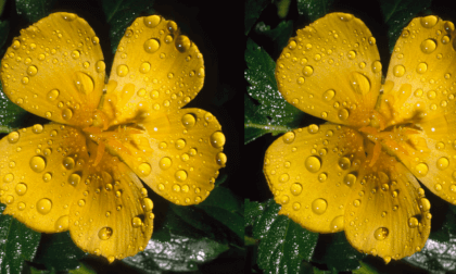 Raindrops on Yellow Alder