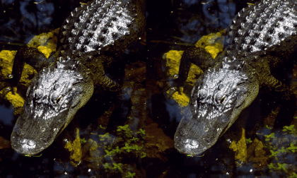 Big Cypress Gator