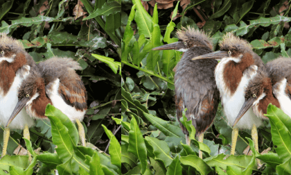 Tri-Colored Heron Chicks