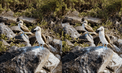 Blue Footed Boobies