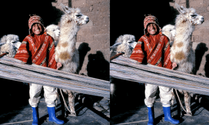 Peruvian Child with Alpacas