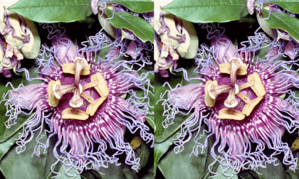 Passiflora Incarnata