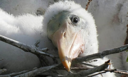 Wood Stork Chick