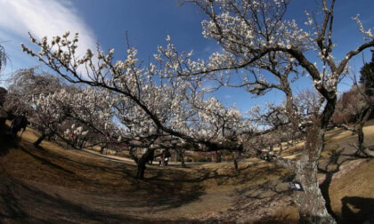 Odawara Flower Garden 02