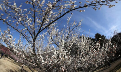 Odawara Flower Garden 03