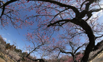 Odawara Flower Garden 04