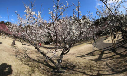 Odawara Flower Garden 05