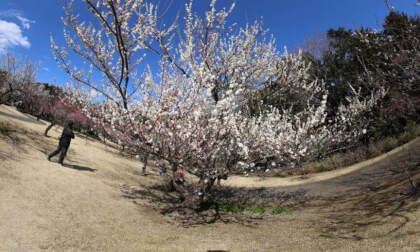 Odawara Flower Garden 06