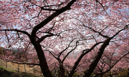 Matsuda Sakura Festival 01