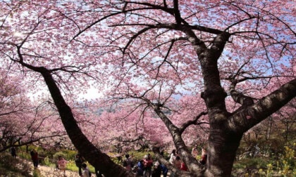 Matsuda Sakura Festival 02