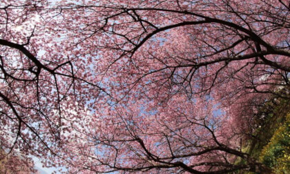 Matsuda Sakura Festival 03