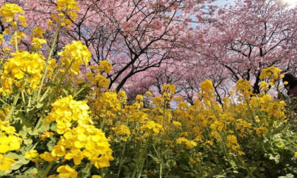 Matsuda Sakura Festival 04