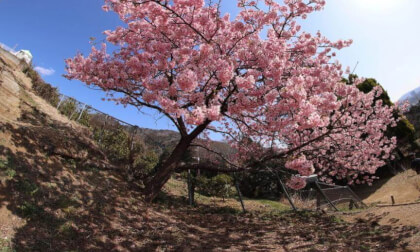Matsuda Sakura Festival 05