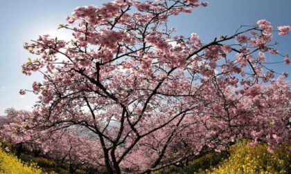 Matsuda Sakura Festival 06
