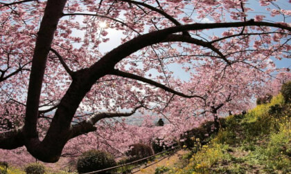 Matsuda Sakura Festival 07