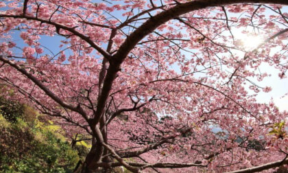 Matsuda Sakura Festival 08