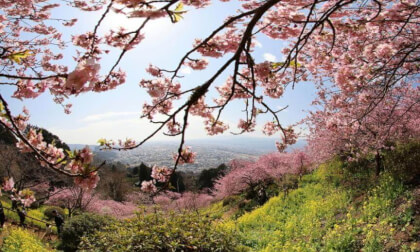 Matsuda Sakura Festival 09