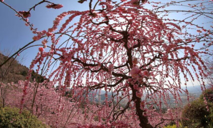 Matsuda Sakura Festival 10