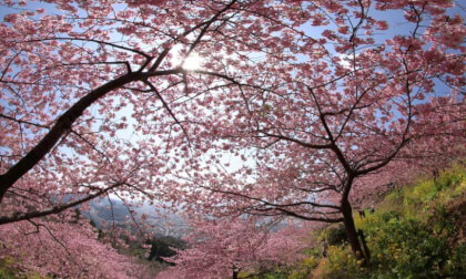 Matsuda Sakura Festival 11